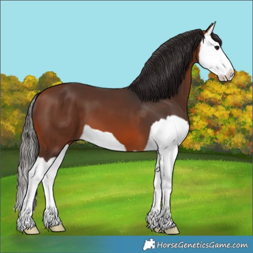 Horse Color:Bay Splash 