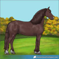 Horse Color:Chocolate Black 