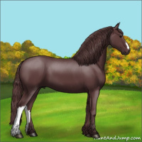 Horse Color:Chocolate Black 