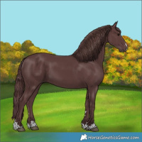 Horse Color:Chocolate Black 