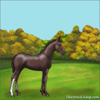 Horse Color:Chocolate Black 