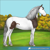 Horse Color:Brown Splash Tobiano 