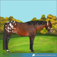 Horse Color:Brown Appaloosa 