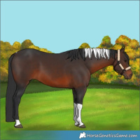 Horse Color:Brown Tobiano