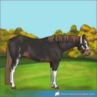 Horse Color:White Spotted Liver Chestnut 