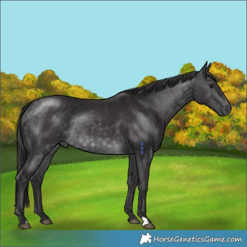 Horse Color:Platinum Buckskin 