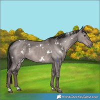 Horse Color:Platinum White Spotted Liver Red Dun 