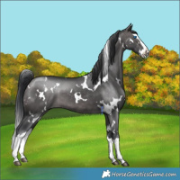 Horse Color:Platinum White Spotted Brown Dun Splash