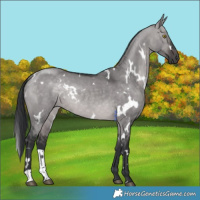 Horse Color:Platinum White Spotted Brown Dun Rabicano 