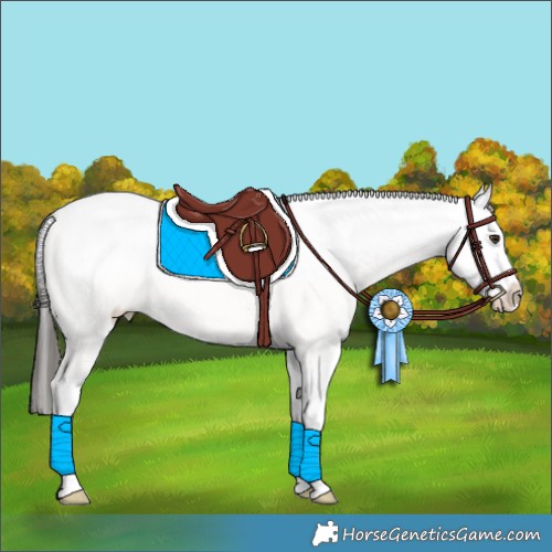 Horse Color:Liver Red Dun Sabino Appaloosa 