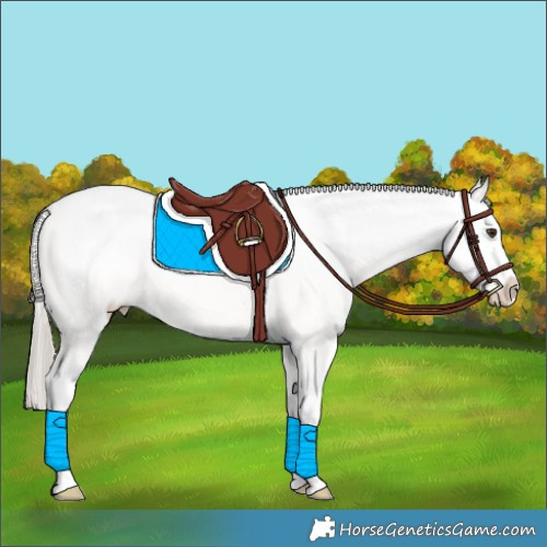 Horse Color:Chocolate Palomino Sabino Appaloosa 