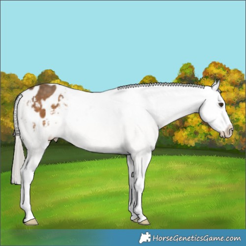 Horse Color:Chocolate Palomino Sabino Appaloosa 