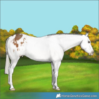 Horse Color:Chocolate Palomino Sabino Appaloosa