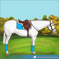 Horse Color:Chocolate Palomino Sabino Appaloosa 