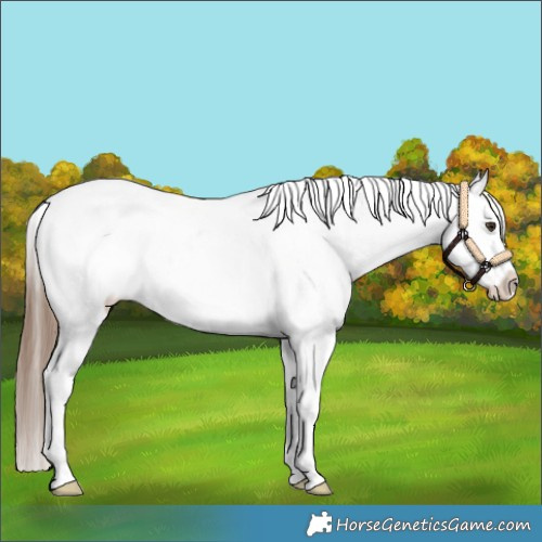 Horse Color:White Spotted Chestnut Appaloosa 