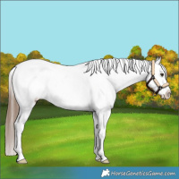 Horse Color:White Spotted Chestnut Snowflake Varnish
