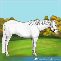 Horse Color:Palomino Pearl Sabino Appaloosa