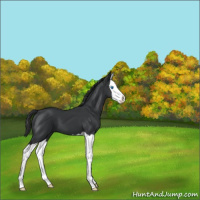 Horse Color:Black Splash 