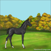 Horse Color:Black 