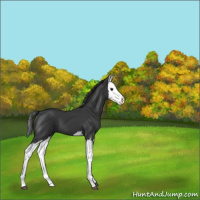 Horse Color:Black Splash 