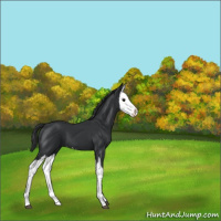 Horse Color:Black Splash 