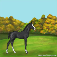 Horse Color:Black Splash 