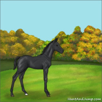 Horse Color:Black 