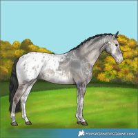 Horse Color:Blue Onyx Ice Appaloosa 
