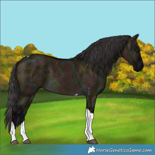 Horse Color:Midnight Buckskin Dun Tobiano 