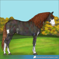 Horse Color:Midnight Red Dun Ice Onyx Sabino 