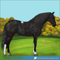 Horse Color:Midnight Smoky Grullo Ice Tobiano