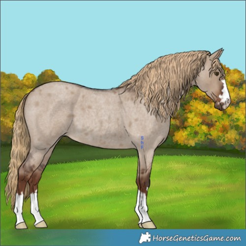 Horse Color:Liver Red Dun Roan 