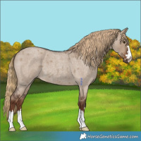 Horse Color:Liver Red Dun Roan 