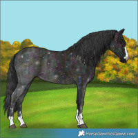 Horse Color:Midnight Grullo Ice 