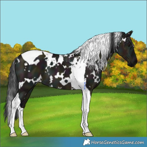 Horse Color:White Spotted Midnight Grullo Tobiano 