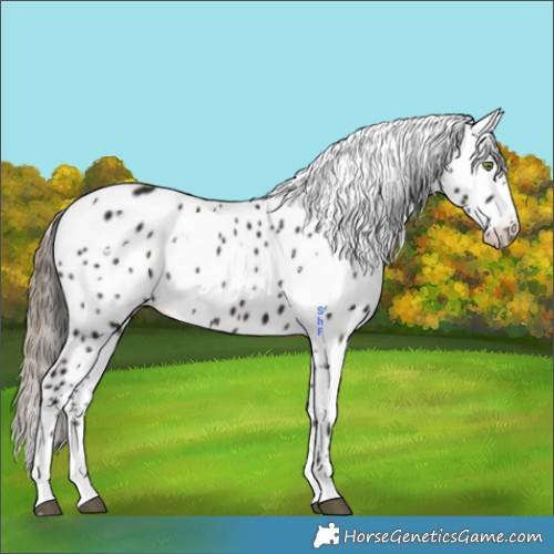 Horse Color:White Spotted Midnight Smoky Grullo Appaloosa 