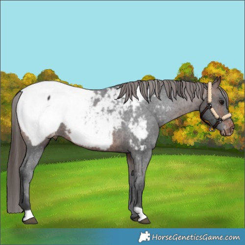 Horse Color:Brown Appaloosa 