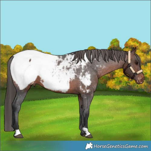 Horse Color:Brown Appaloosa