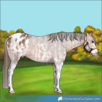 Horse Color:Bay Sabino Appaloosa