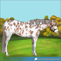 Horse Color:Bay Sabino Near Leopard