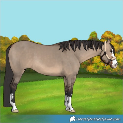 Horse Color:Brown Dun