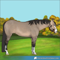 Horse Color:Brown Dun 