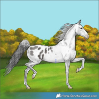 Horse Color:Platinum Brown Dun Appaloosa 