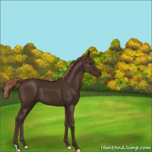 Horse Color:Liver Chestnut 