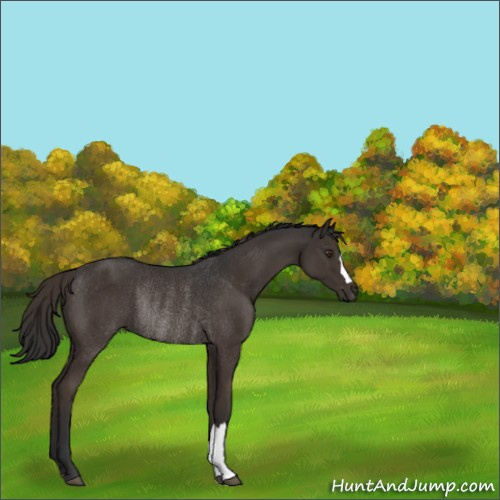 Horse Color:Liver Chestnut Rabicano 