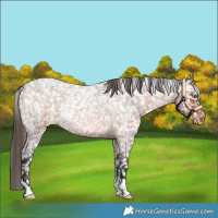 Horse Color:Brown Roan Appaloosa Rabicano 