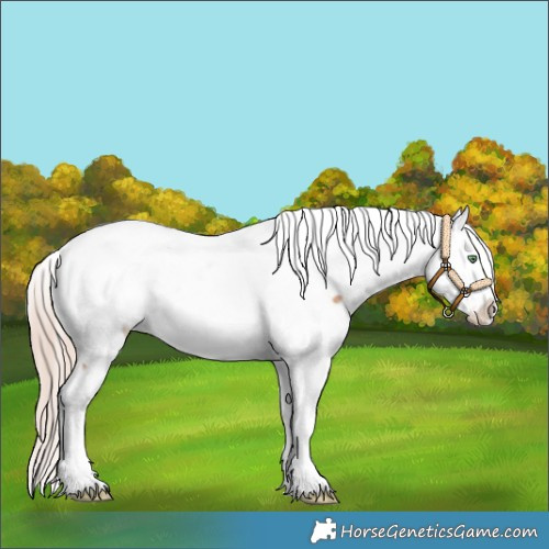 Horse Color:Gold Champagne Appaloosa