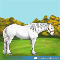 Horse Color:Gold Champagne Near Fewspot