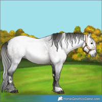 Horse Color:Gray White Spotted Brown Roan 