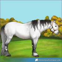 Horse Color:Gray White Spotted Brown Roan 